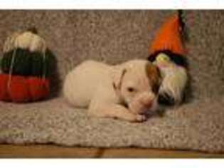 American Bulldog Puppy for sale in Lucas, OH, USA