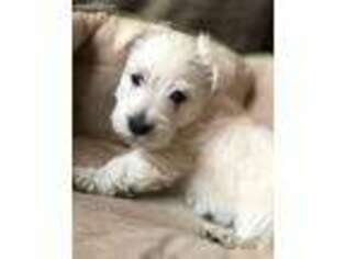 Scottish Terrier Puppy for sale in Draper, UT, USA