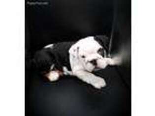 Bulldog Puppy for sale in Dunnellon, FL, USA
