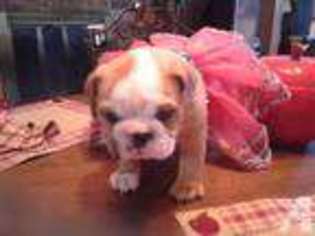 Bulldog Puppy for sale in DANVILLE, KY, USA