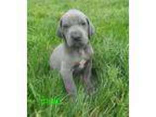 Great Dane Puppy for sale in Columbia Station, OH, USA