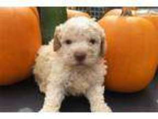Lagotto Romagnolo Puppy for sale in Binghamton, NY, USA