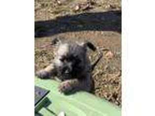 Cairn Terrier Puppy for sale in Norman, AR, USA