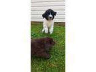 Newfoundland Puppy for sale in Fresno, OH, USA