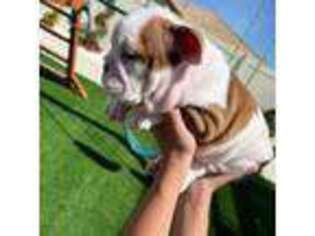 Bulldog Puppy for sale in Perris, CA, USA