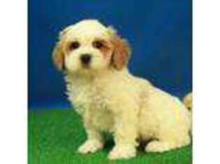 Cavapoo Puppy for sale in Hickory, NC, USA