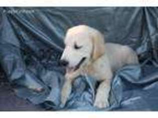 Golden Retriever Puppy for sale in Neodesha, KS, USA