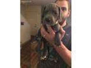 Great Dane Puppy for sale in Springfield, OR, USA