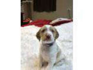 Brittany Puppy for sale in New Lenox, IL, USA