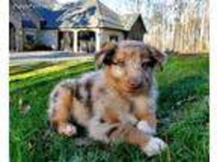 Australian Shepherd Puppy for sale in Evington, VA, USA