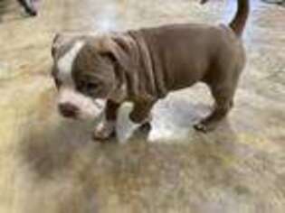 Mutt Puppy for sale in Canton, MS, USA