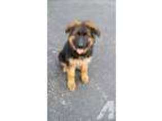 German Shepherd Dog Puppy for sale in LAUREL, MD, USA