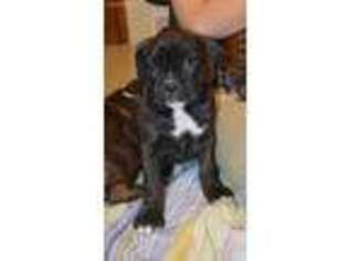 Boxer Puppy for sale in Sherrill, IA, USA