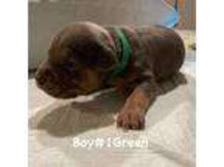 American Bulldog Puppy for sale in Green Bay, WI, USA