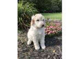 Mutt Puppy for sale in Chambersburg, PA, USA