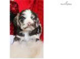 Cocker Spaniel Puppy for sale in Des Moines, IA, USA