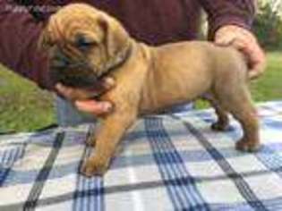 Cane Corso Puppy for sale in Williamstown, KY, USA
