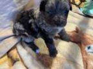 Mutt Puppy for sale in Olive Hill, KY, USA