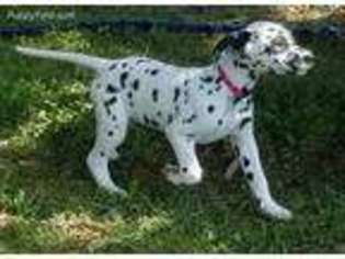 Dalmatian Puppy for sale in Baltimore, MD, USA