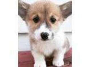 Pembroke Welsh Corgi Puppy for sale in Perry, MO, USA