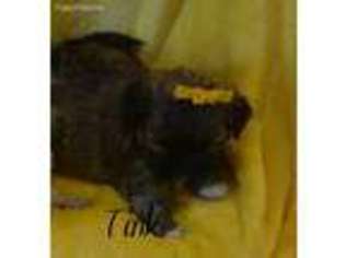 Mutt Puppy for sale in Stigler, OK, USA