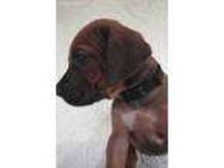 Rhodesian Ridgeback Puppy for sale in Granite Falls, WA, USA