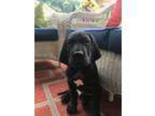 Great Dane Puppy for sale in Harlem, GA, USA
