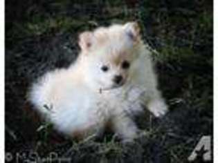 Pomeranian Puppy for sale in PATTONSBURG, MO, USA