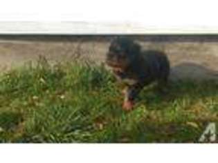 Rottweiler Puppy for sale in GREELEY, CO, USA