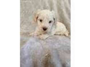 Goldendoodle Puppy for sale in Atlanta, GA, USA