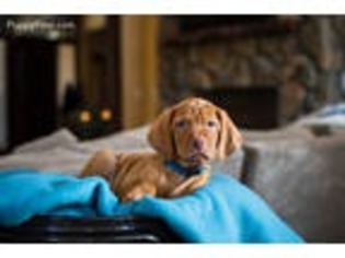 Vizsla Puppy for sale in Golden, CO, USA