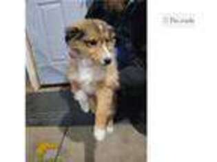Shetland Sheepdog Puppy for sale in Fort Wayne, IN, USA