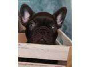 French Bulldog Puppy for sale in Coats, NC, USA