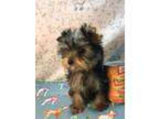Yorkshire Terrier Puppy for sale in Lake Charles, LA, USA
