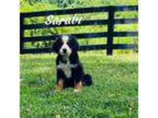 Bernese Mountain Dog Puppy for sale in Fair Play, SC, USA