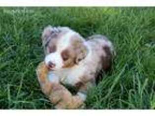 Miniature Australian Shepherd Puppy for sale in Ames, IA, USA