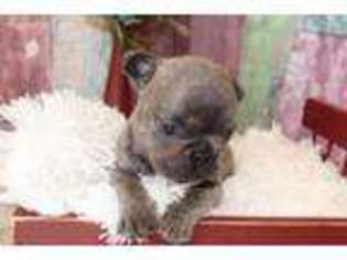 French Bulldog Puppy for sale in Hope, AR, USA