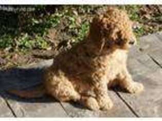 Goldendoodle Puppy for sale in Madill, OK, USA