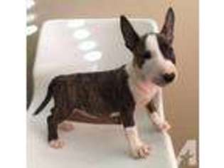 Bull Terrier Puppy for sale in HOOPER, UT, USA