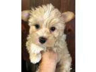 Yorkshire Terrier Puppy for sale in Longville, LA, USA