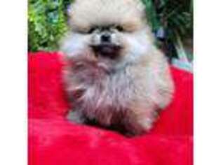 Pomeranian Puppy for sale in Wilson, NC, USA