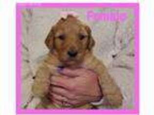 Goldendoodle Puppy for sale in Bargersville, IN, USA