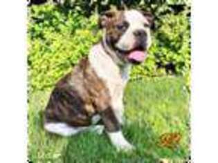 Olde English Bulldogge Puppy for sale in East Wenatchee, WA, USA
