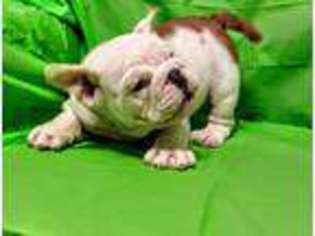 Bulldog Puppy for sale in Boston, MA, USA