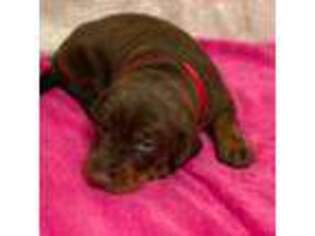 Doberman Pinscher Puppy for sale in Edenton, NC, USA