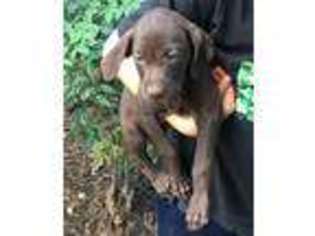 German Shorthaired Pointer Puppy for sale in Dunn, NC, USA