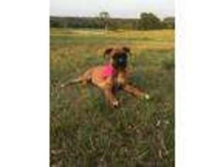 Boxer Puppy for sale in Huntsville, TX, USA