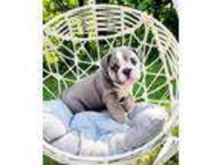 Bulldog Puppy for sale in Revere, MO, USA