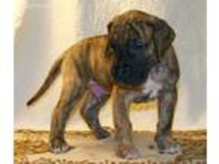 Great Dane Puppy for sale in Troy, MT, USA