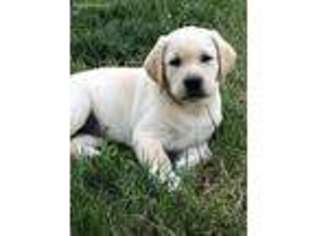 Labrador Retriever Puppy for sale in Eaton Rapids, MI, USA